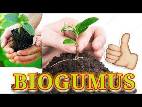 Biogumus va Gazon Urugʻlari Sotiladi