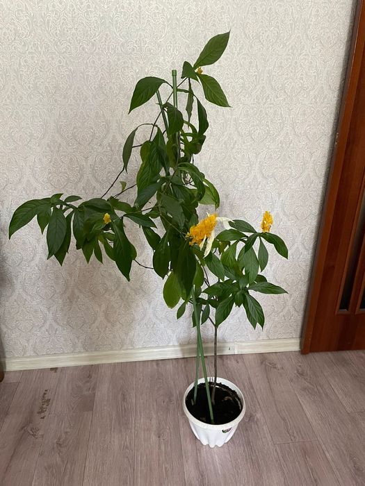 Цветы комнатные продается