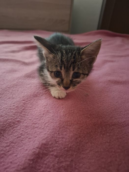 Много мило женско котенце на 3-4 месеца