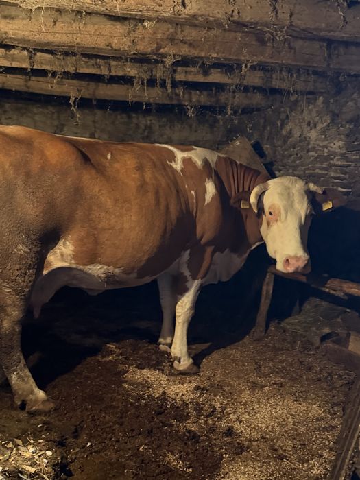 Vând Vacă Bălțată Gestantă