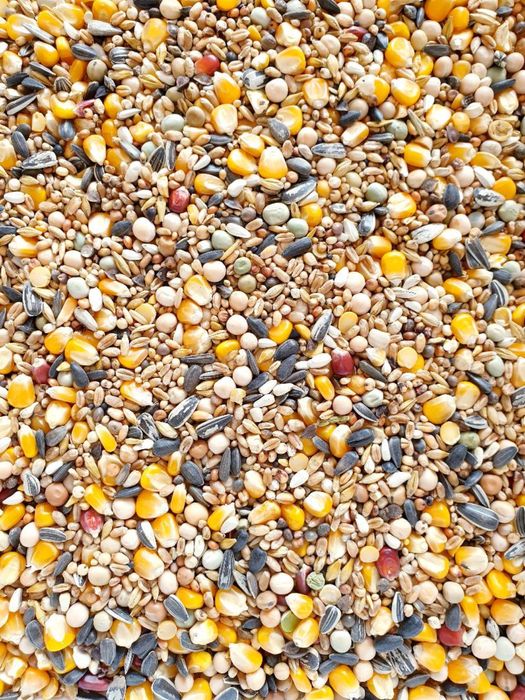 Mancare - amestec - mix porumbei