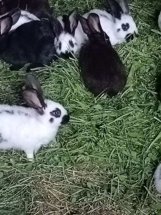 Ieiepurași fluturi germani,ajung la peste 8 kg,