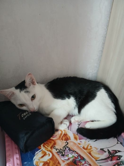 Котик отдам в хорошие руки