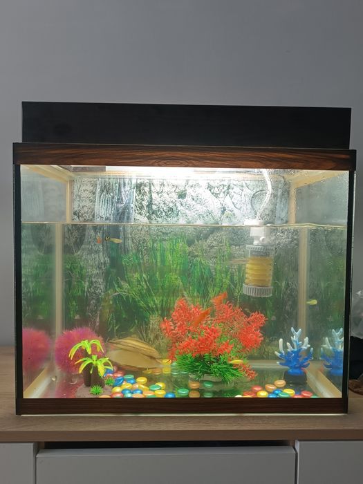 Аквариум с рыбками