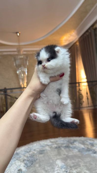 Шотландские чистокровные котят, доставка бесплатная