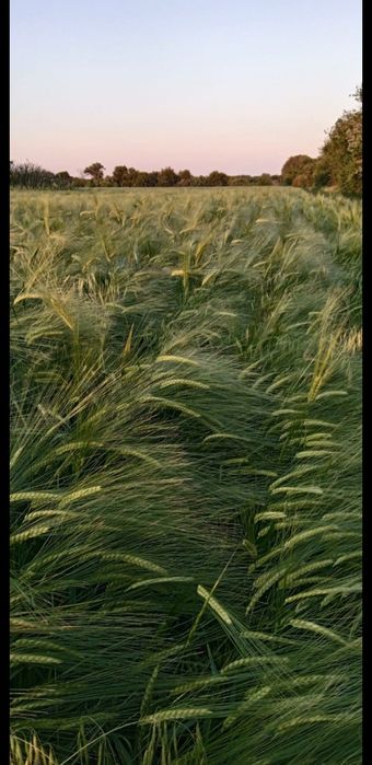 Семена ячменя Атлин