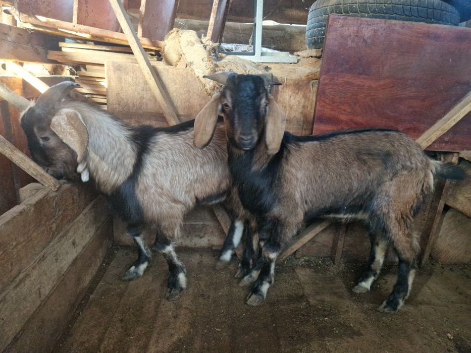 2 текешік сатылады