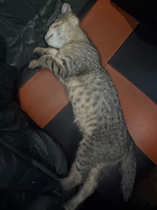 Продается котята