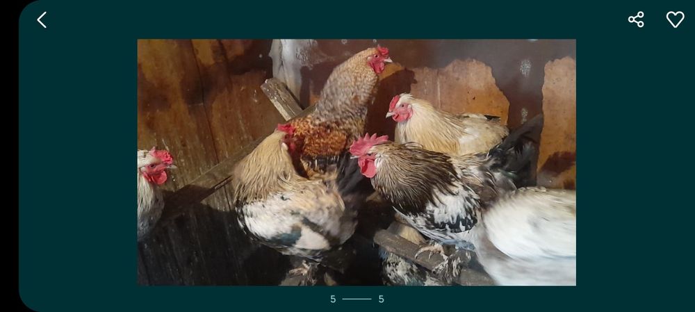 Продам домашних петухов, майских