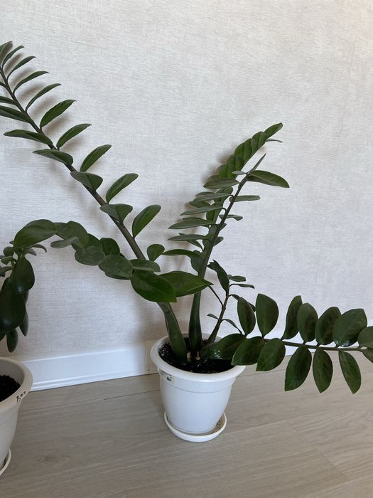 Комнатные цветы разные от 4000 тг до 7000 тг цена договорная