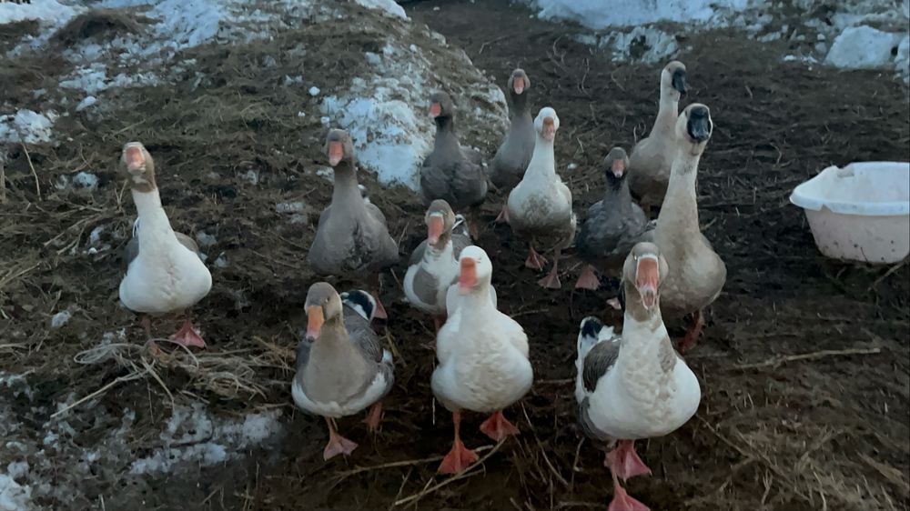 Үй қазы сатылады  Продается домашный гуси