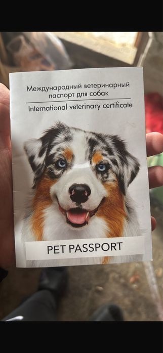 Черная овчарка самец