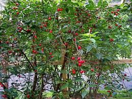 Продам дачный участок