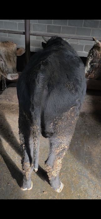 Продам быка 2 года !