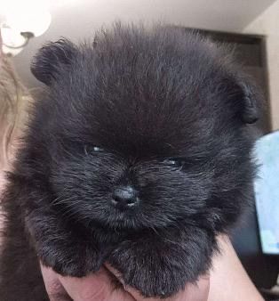 продаются щенки шпицы