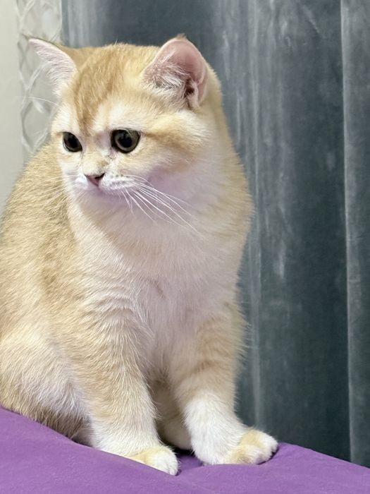 золатая шиншила 4 месяц девочка