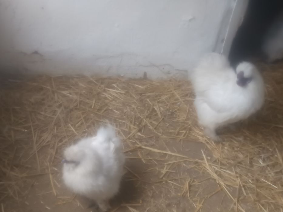 Pereche mătase japoneză cocos și găina din 2025