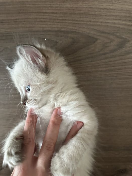 Кошка умная, супер ласковая