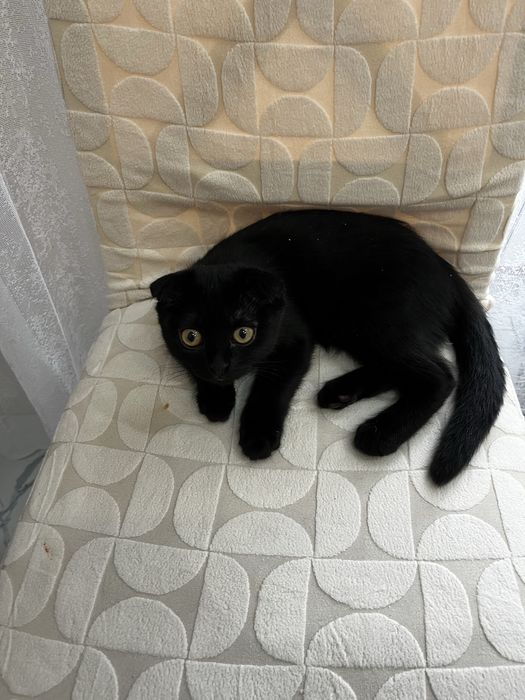 Котенок 3 месяца