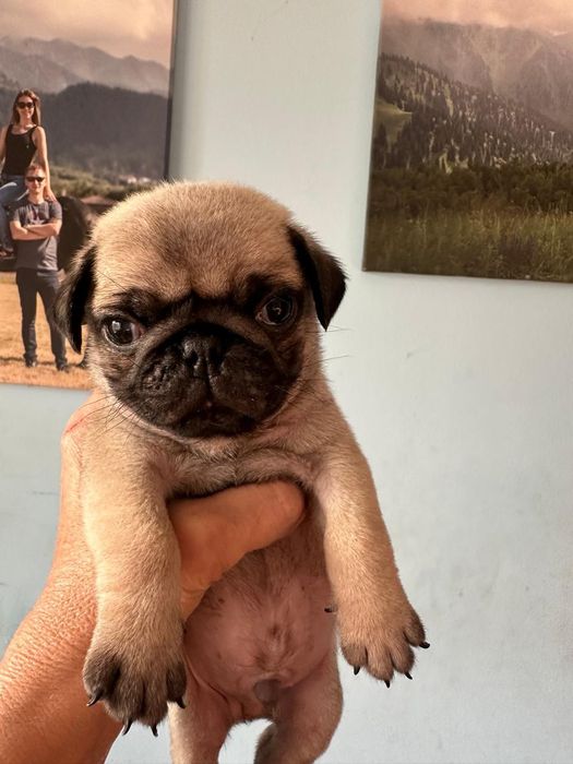 Срочно продам щенков мопса