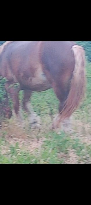 Vând sau schimb  cu animale