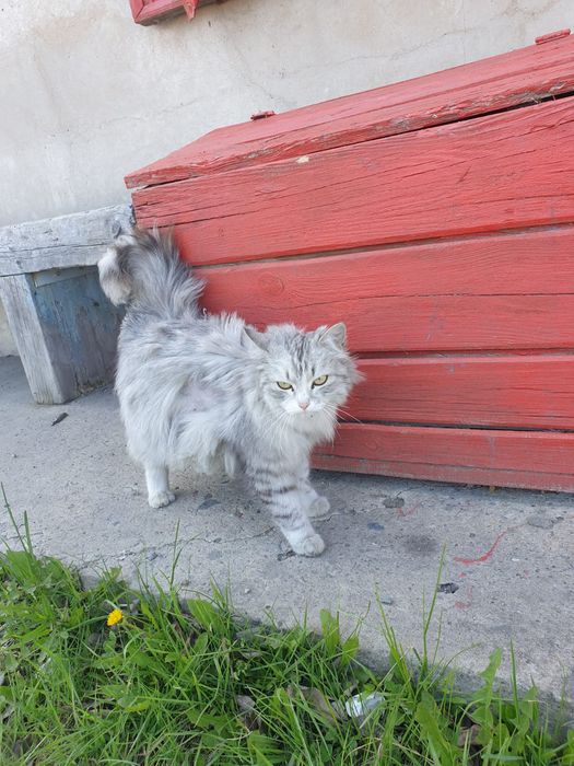 Срочно кошечка в добрые руки