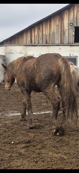 Айгыр Жеребцы ...