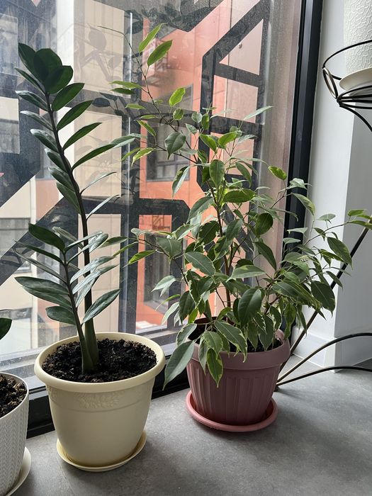 Комнатные растения цветы