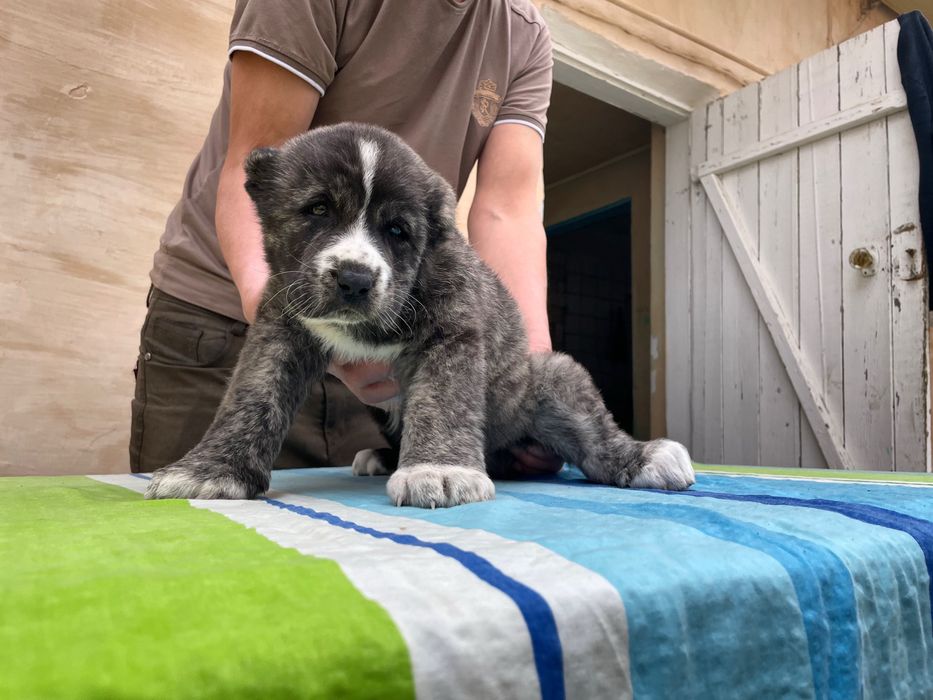 Щенок Алабая ( Супер Гигант )