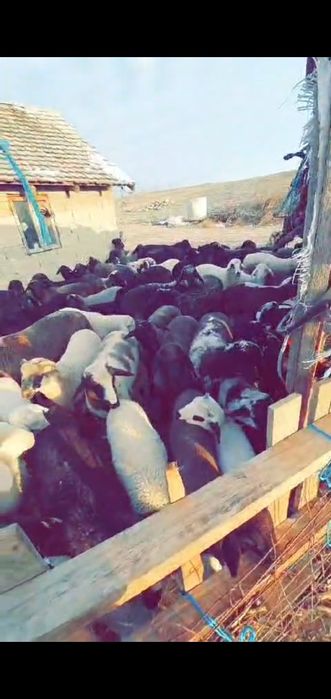 Miei de vânzare de carne 21 de lei kg în viu