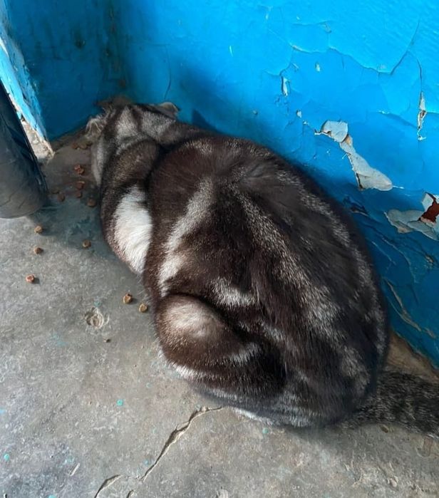 Котик в добрые руки