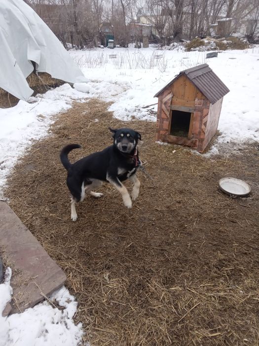 Отдам       собаку