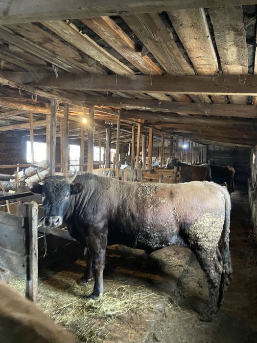 Продам бычков 5 голов