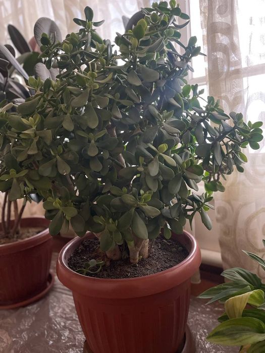 Цветы денежные размер чуть большой