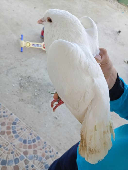 Porumbei fantail pigeon