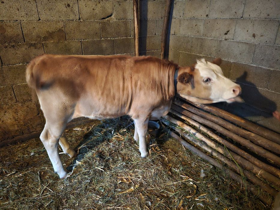 Vând vițică bălțată românească