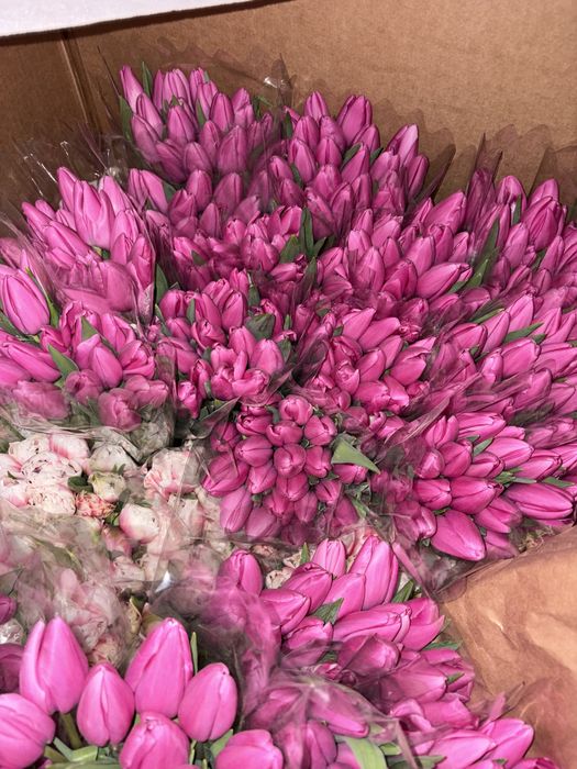 Самые крупные тюльпаны бутон 8 см