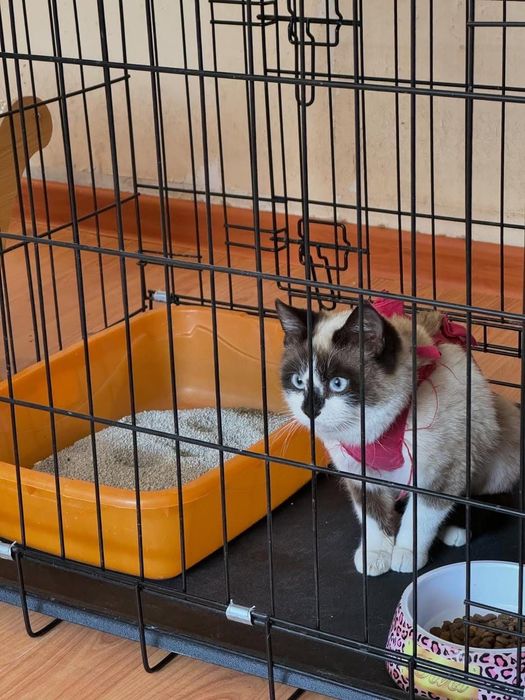 Кошечка красотка Варя!