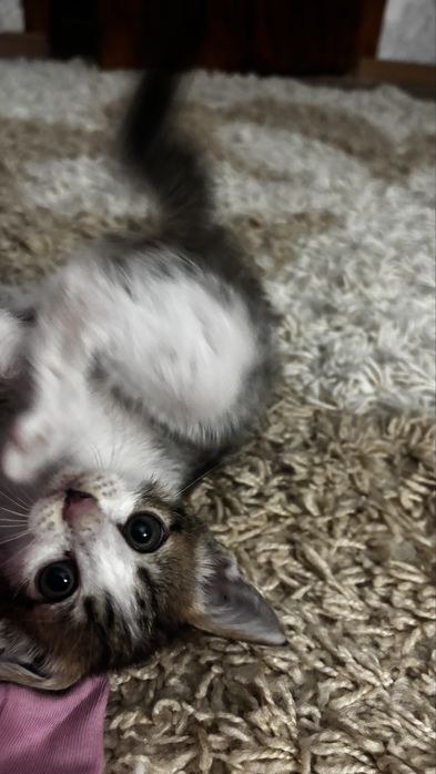 Отдам котёнка бесплатно