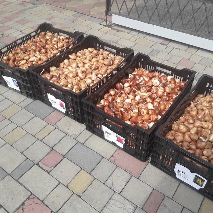 Тюльпан луковица акция