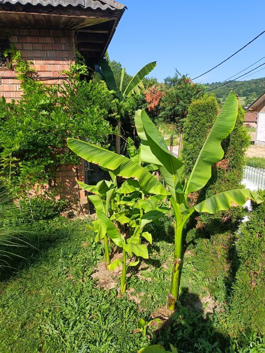 Vând bananieri ce produc banane