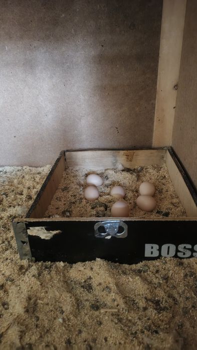 Shabo tuxumlari sotiladi