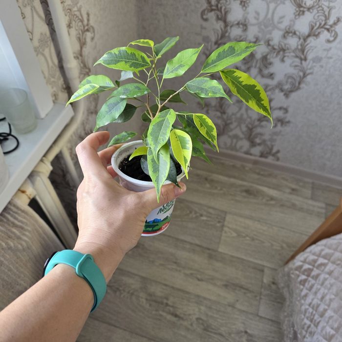 Комнатные цветы разные