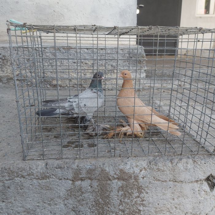 Челкар голубка лохманоги