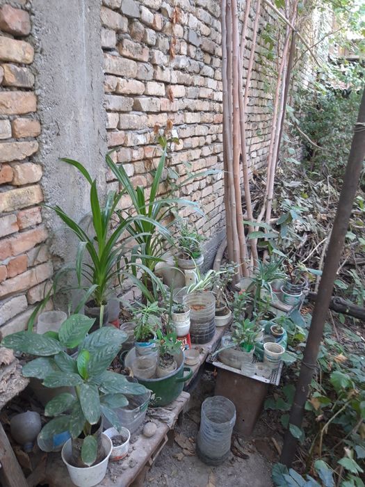 Комнатные цветы дешево