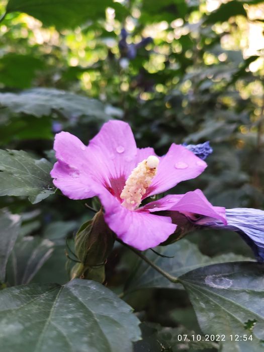 Гибискус гул дарахт