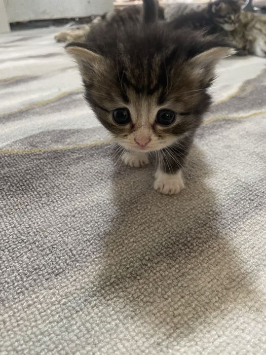 Отдам котят.