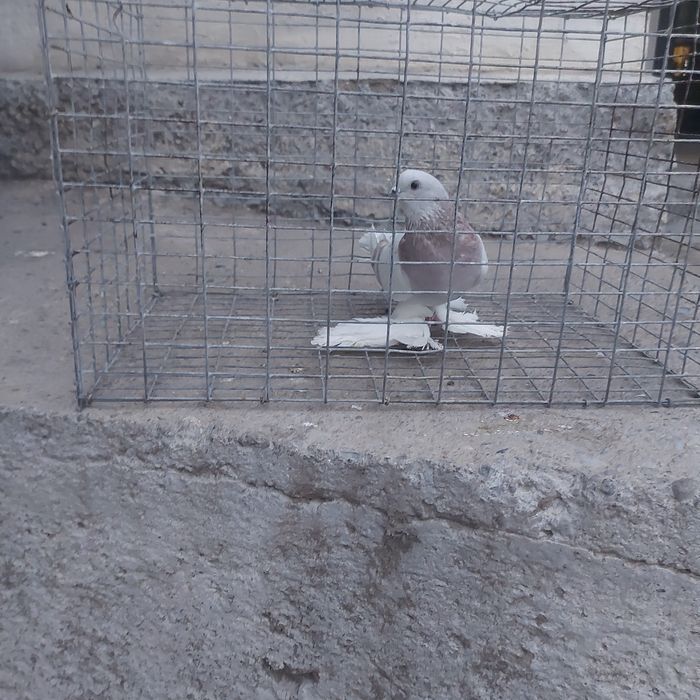 Сирен маладой самец лет игра