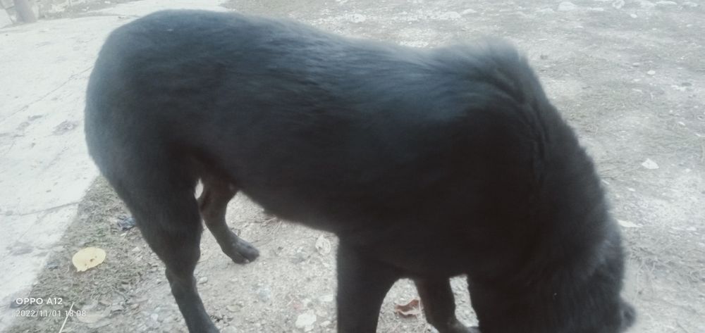 Сатылады Шымкент В Ленгра