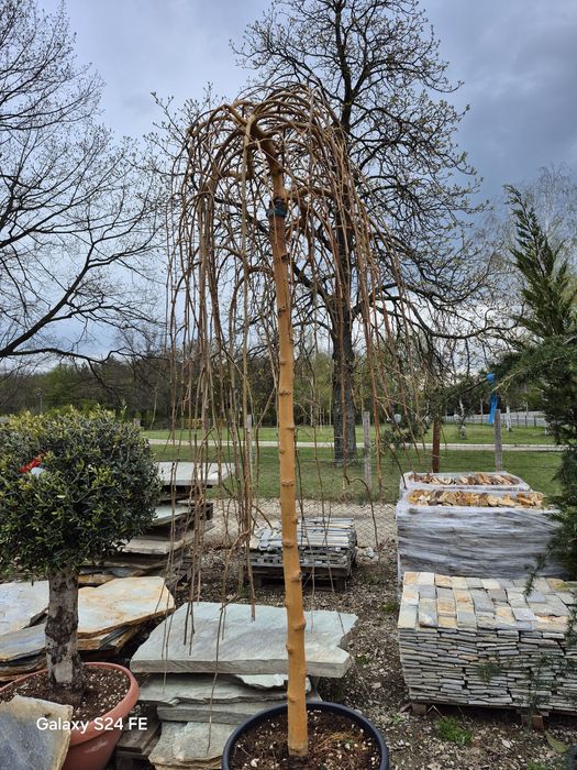 Palmieri  copaci  bambus  plante